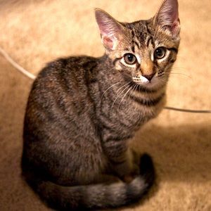 Meet your Posher, Morgan